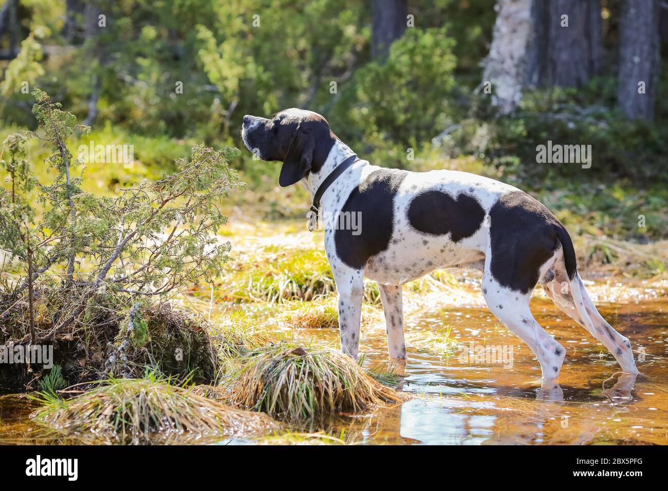 Dog english pointer standing in the sunny wild forest Stock Photo - Alamy