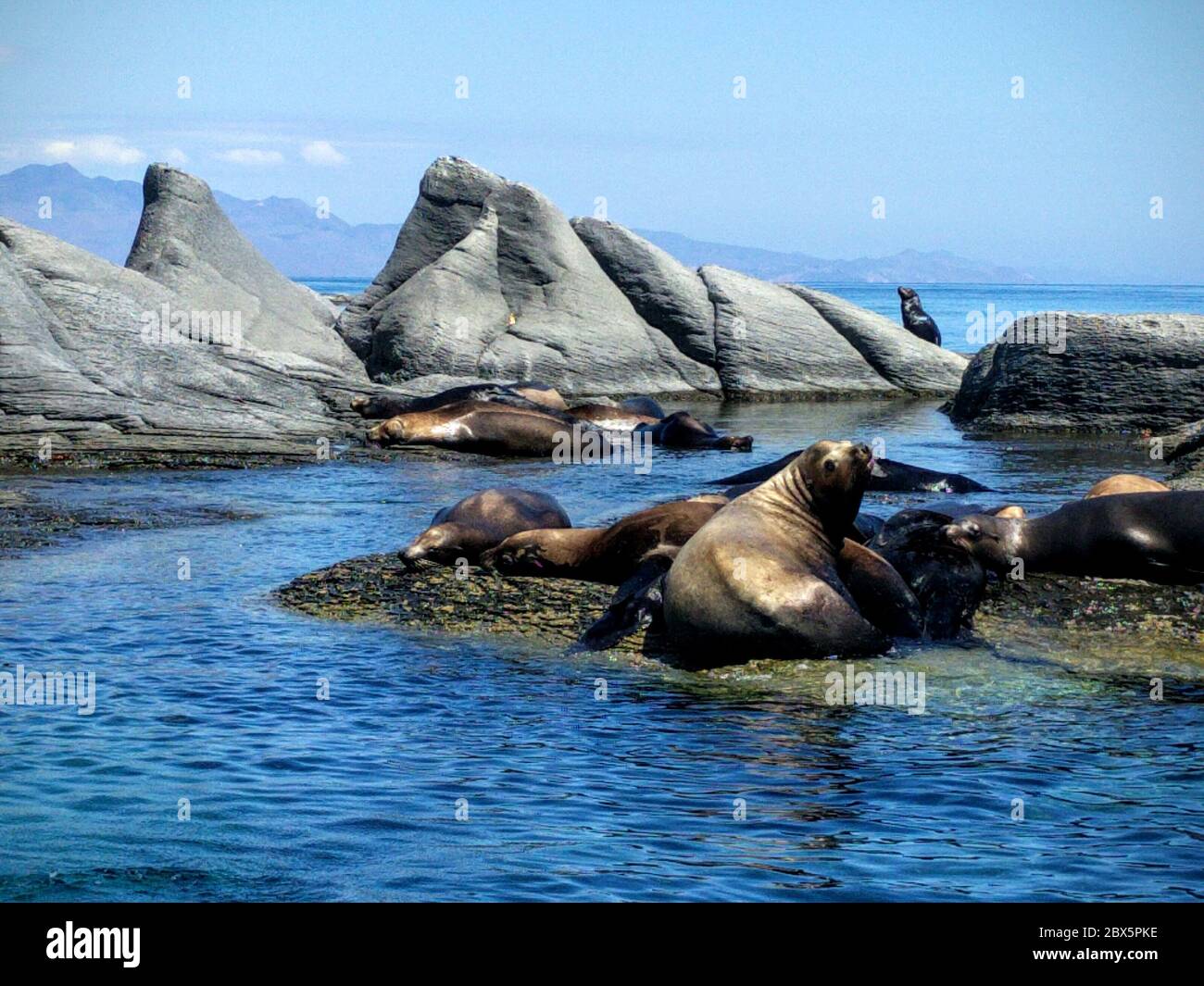 Loreto sea lions, Baja California, Mexico. A group of sea lions resting on the rocks that surround the Coronado Island in the Loreto bay. Stock Photo