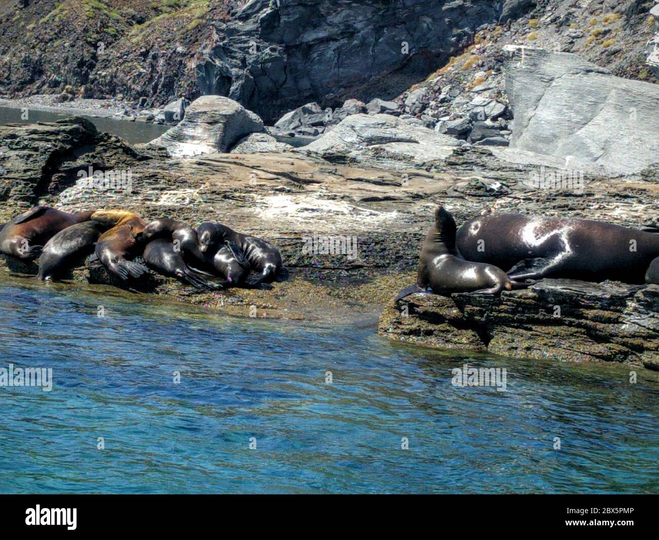Loreto sea lions, Baja California, Mexico. A group of sea lions resting on the rocks that surround the Coronado Island in the Loreto bay. Stock Photo