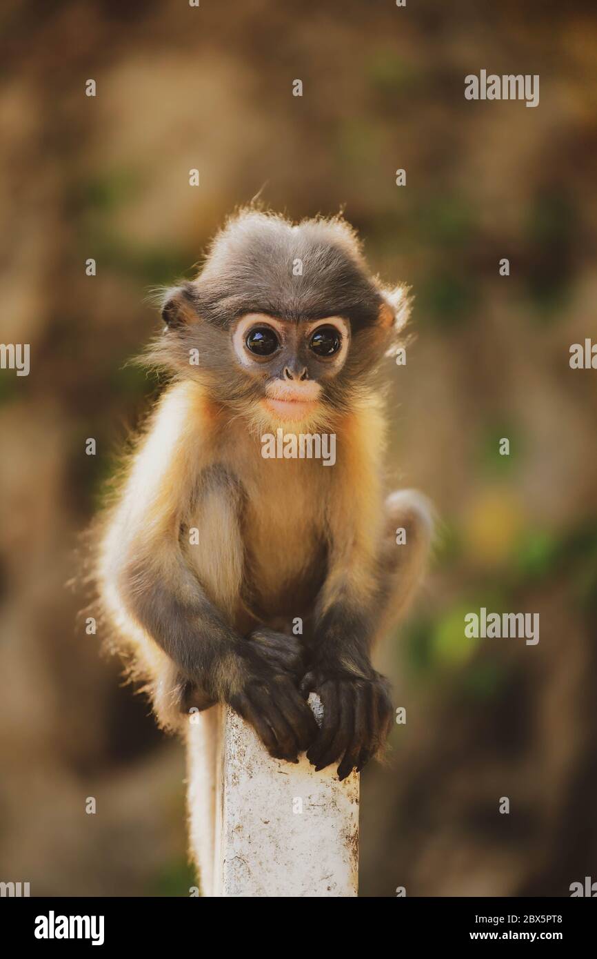 Family of dusky leaf monkey or spectacled langur with yellow baby monkey  sitting on the tree. Trachypithecus obscurus Stock Photo - Alamy