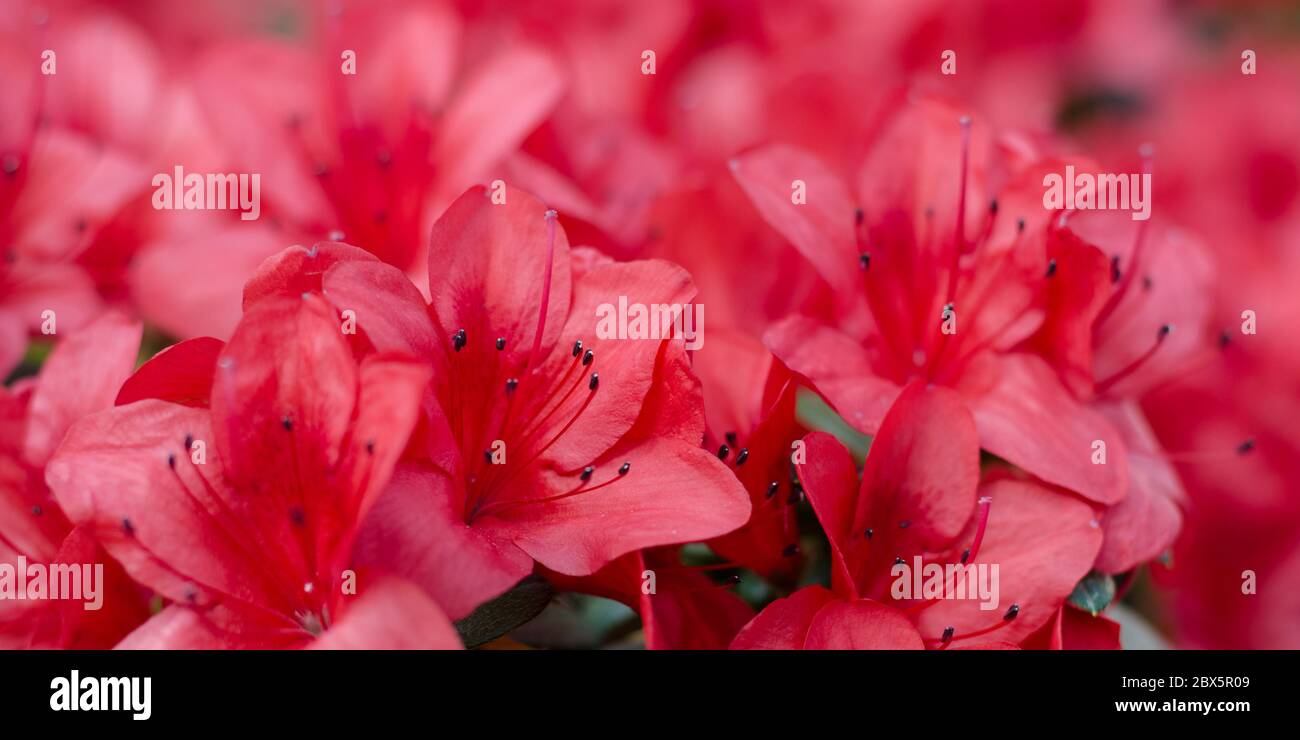 Beautiful vibrant azalea flower tree blooming in the botanical garden, in Kyiv. Bright flowers Close up. Stock Photo