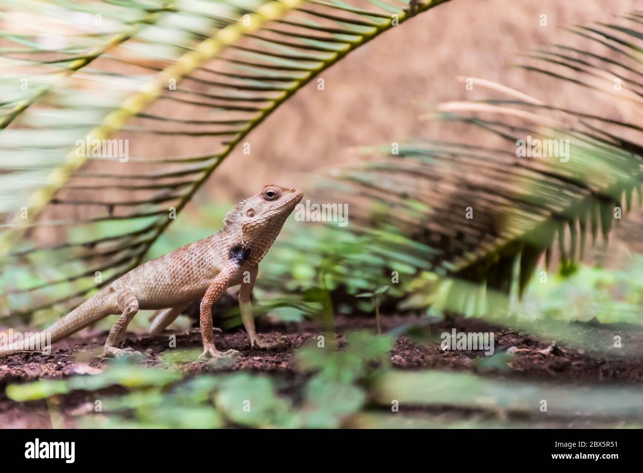 Oriental Garden Lizard (Calotes versicolor) crawling in the garden ...