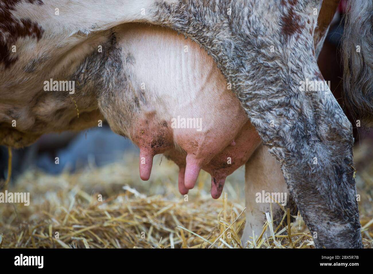 Cow udder full of milk, ready for milking, agriculture concept Stock Photo