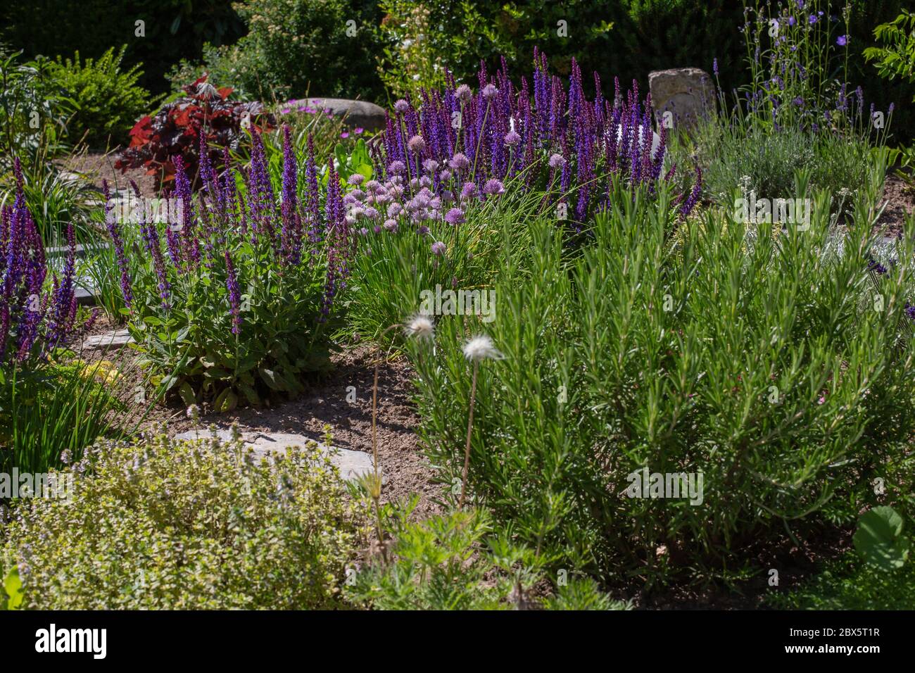 Bed with variety of herbs like chive, rosemary, sage in the summer sun Stock Photo