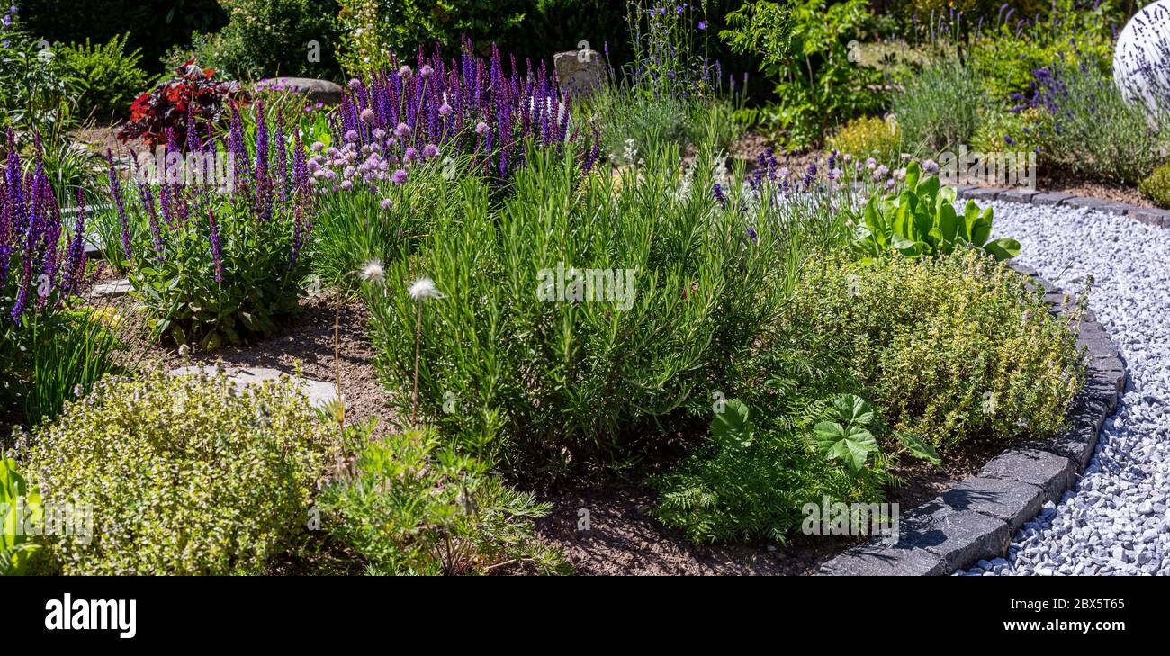 Bed with variety of herbs like chive, rosemary, sage in the summer sun Stock Photo