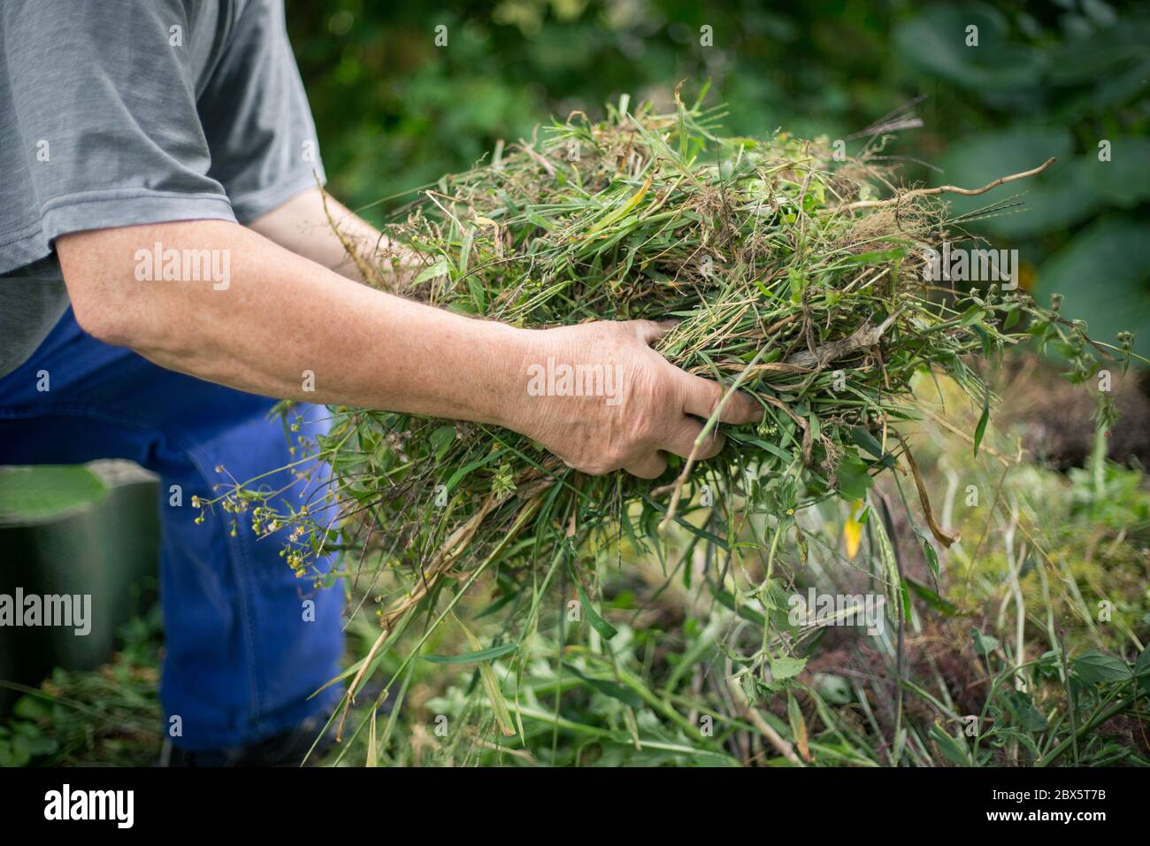 Weed cleaning hi-res stock photography and images - Alamy