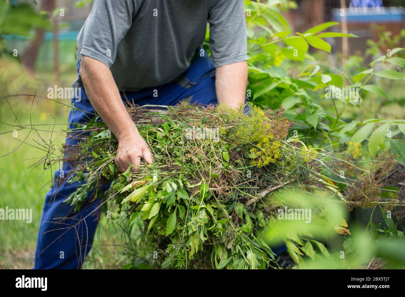 Senior man cleaning garden from a weed, gardening concept Stock Photo ...