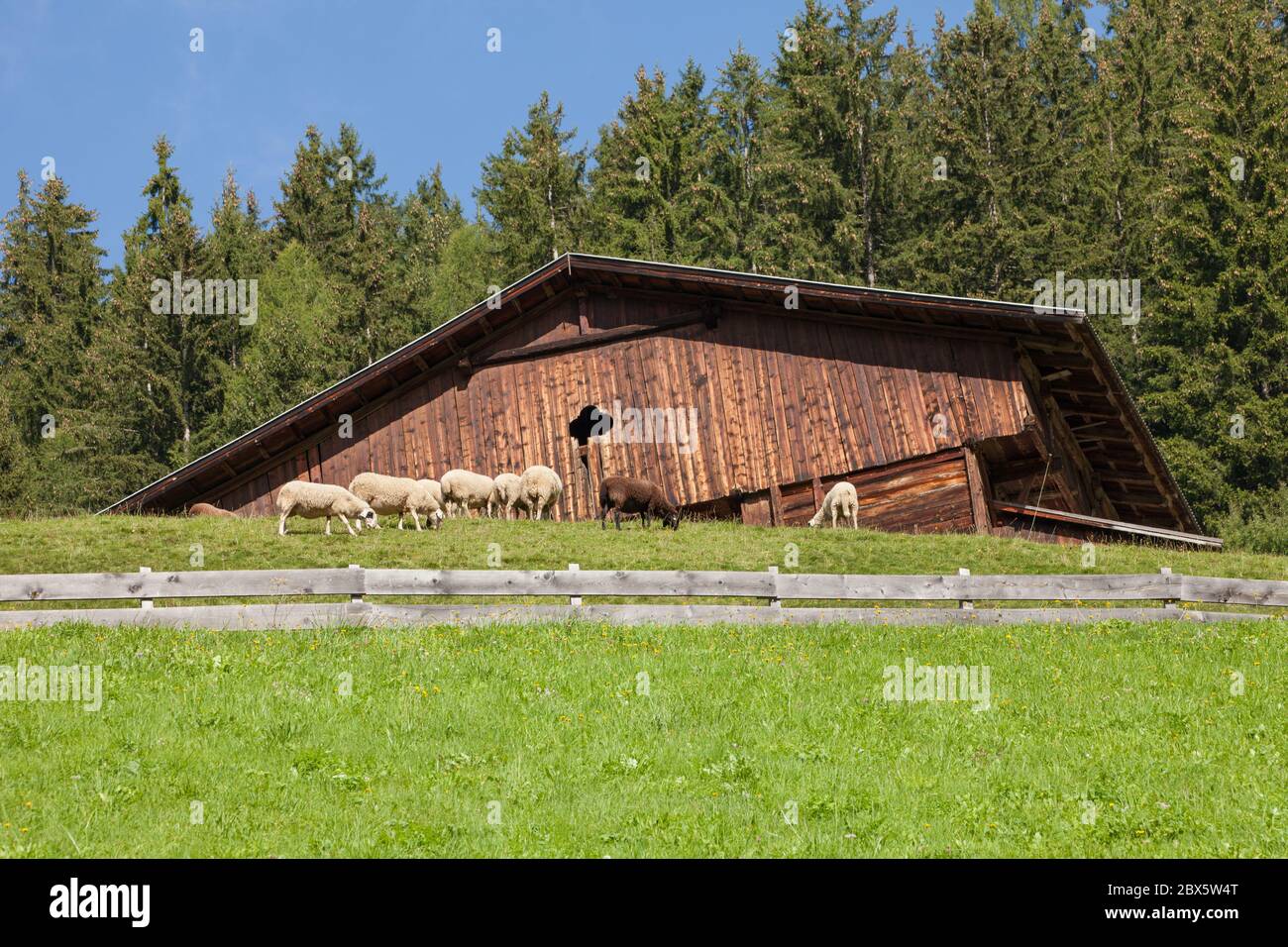 flock of sheep in an italian mountain pasture Stock Photo - Alamy