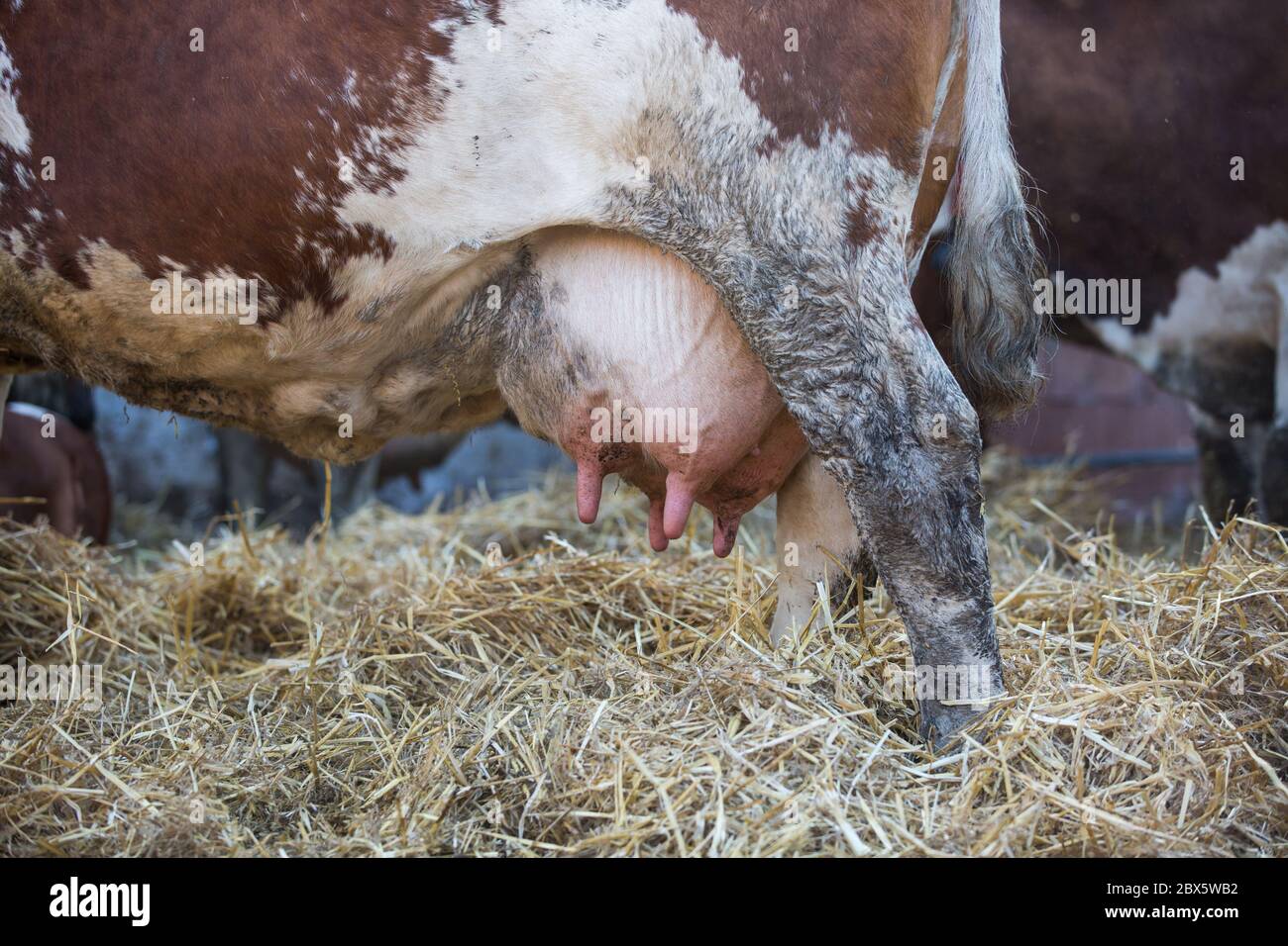 Cow udder full of milk, ready for milking, agriculture concept Stock Photo