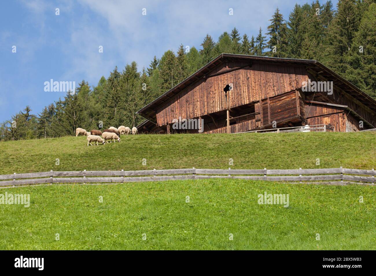 flock of sheep in an italian mountain pasture Stock Photo - Alamy
