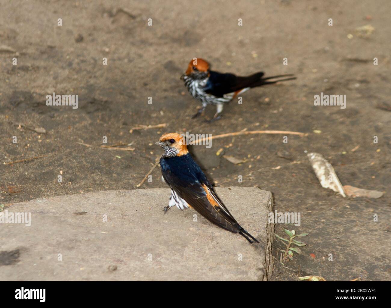 A pair of Lesser Masked Swallows gather pellets of mud from a rain puddle to build their retort shaped clay nest at the start of the rainy season. Stock Photo