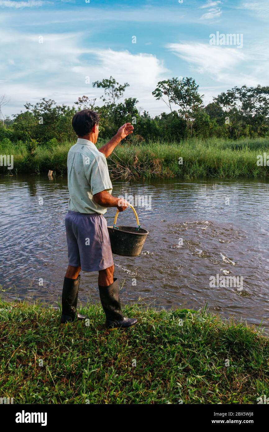 man working, feeding tilapia hatchery, feeding fish Stock Photo