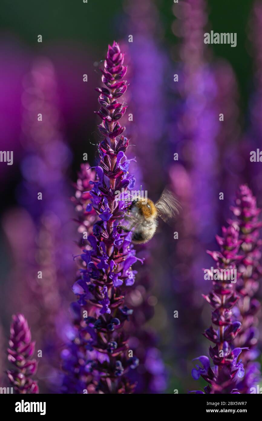 close-up of a honey bee harvesting on blue and purple sage blossoms with blurry background Stock Photo