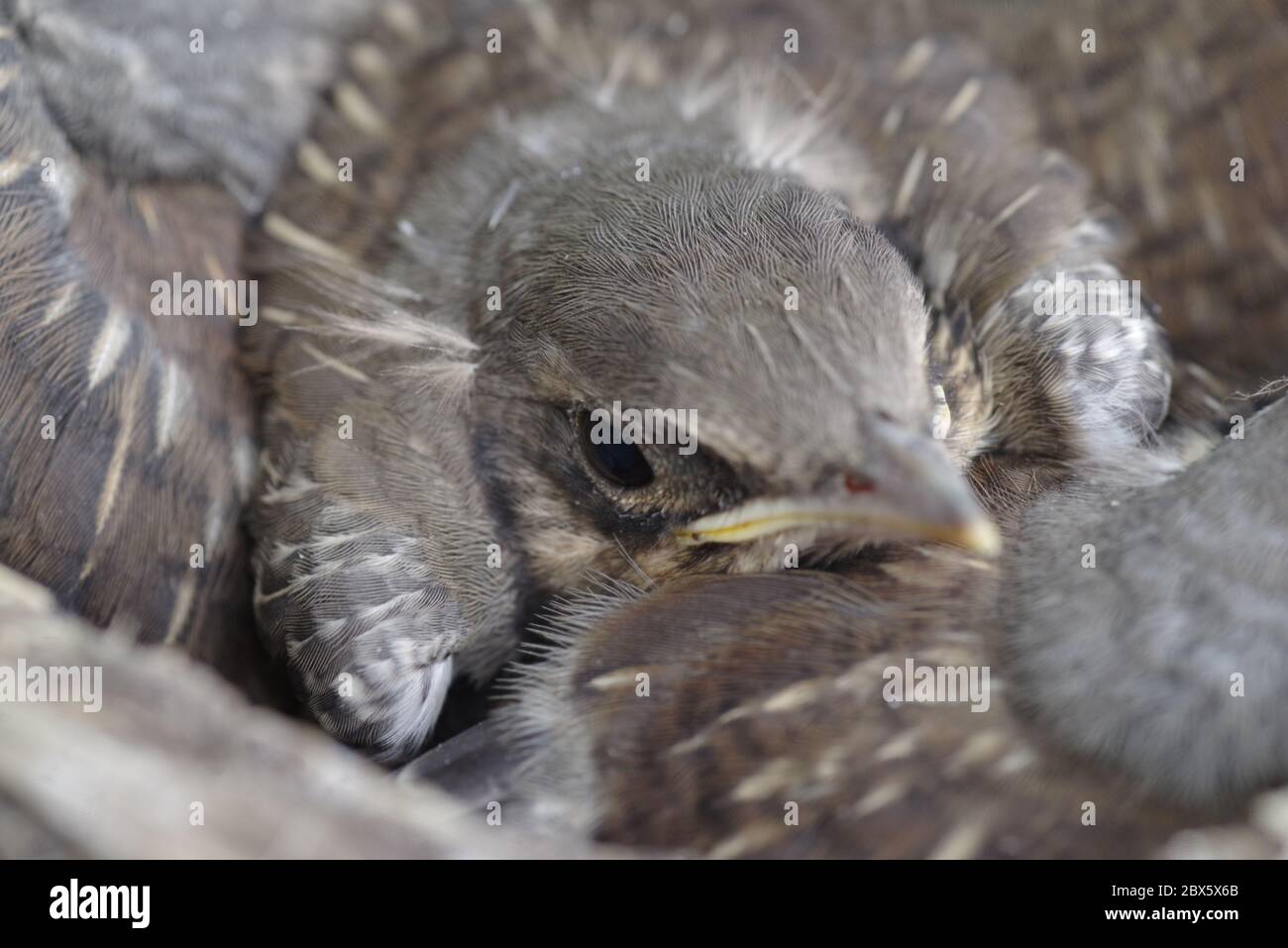 Faltbiljett hi-res stock photography and images - Alamy