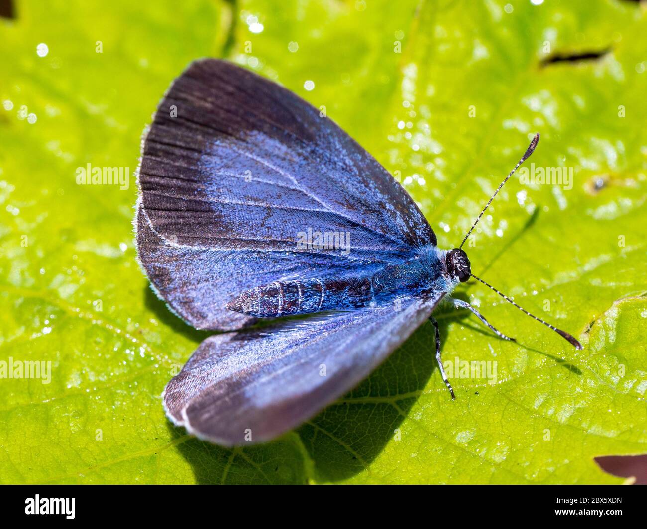 Female Holly Blue butterfly with open wings; Celastrina argiolus, on bright green vine leaf. Stock Photo