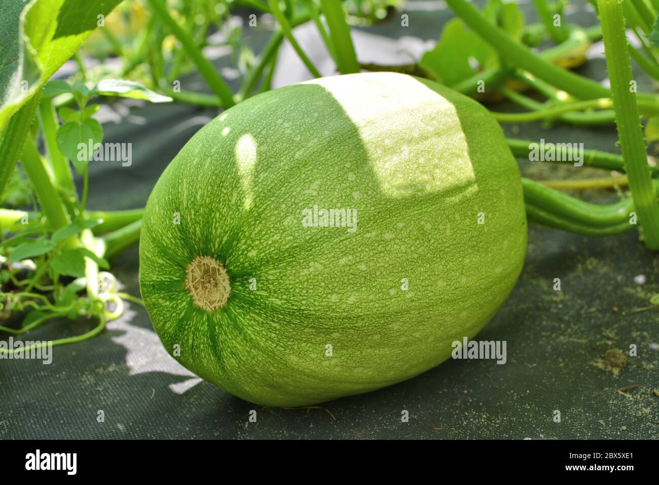 Pumpkin green hi-res stock photography and images - Alamy