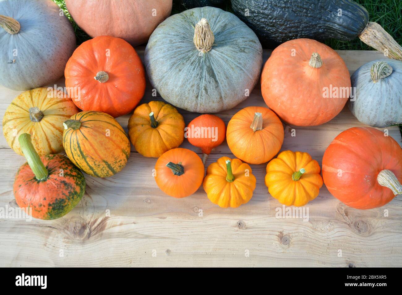Various pumpkins and squashes on wooden background Stock Photo