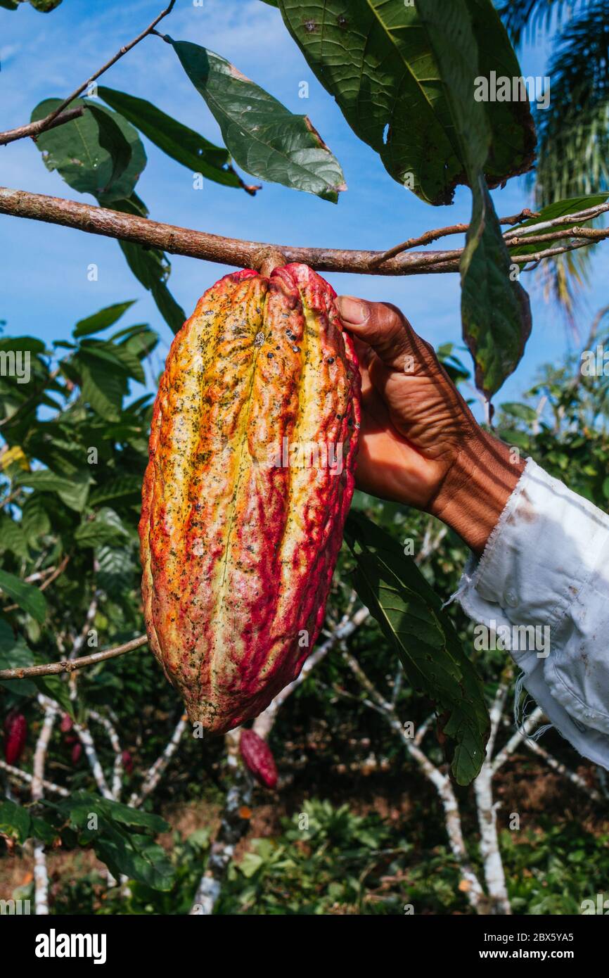 Harvesting cocoa hires stock photography and images Alamy