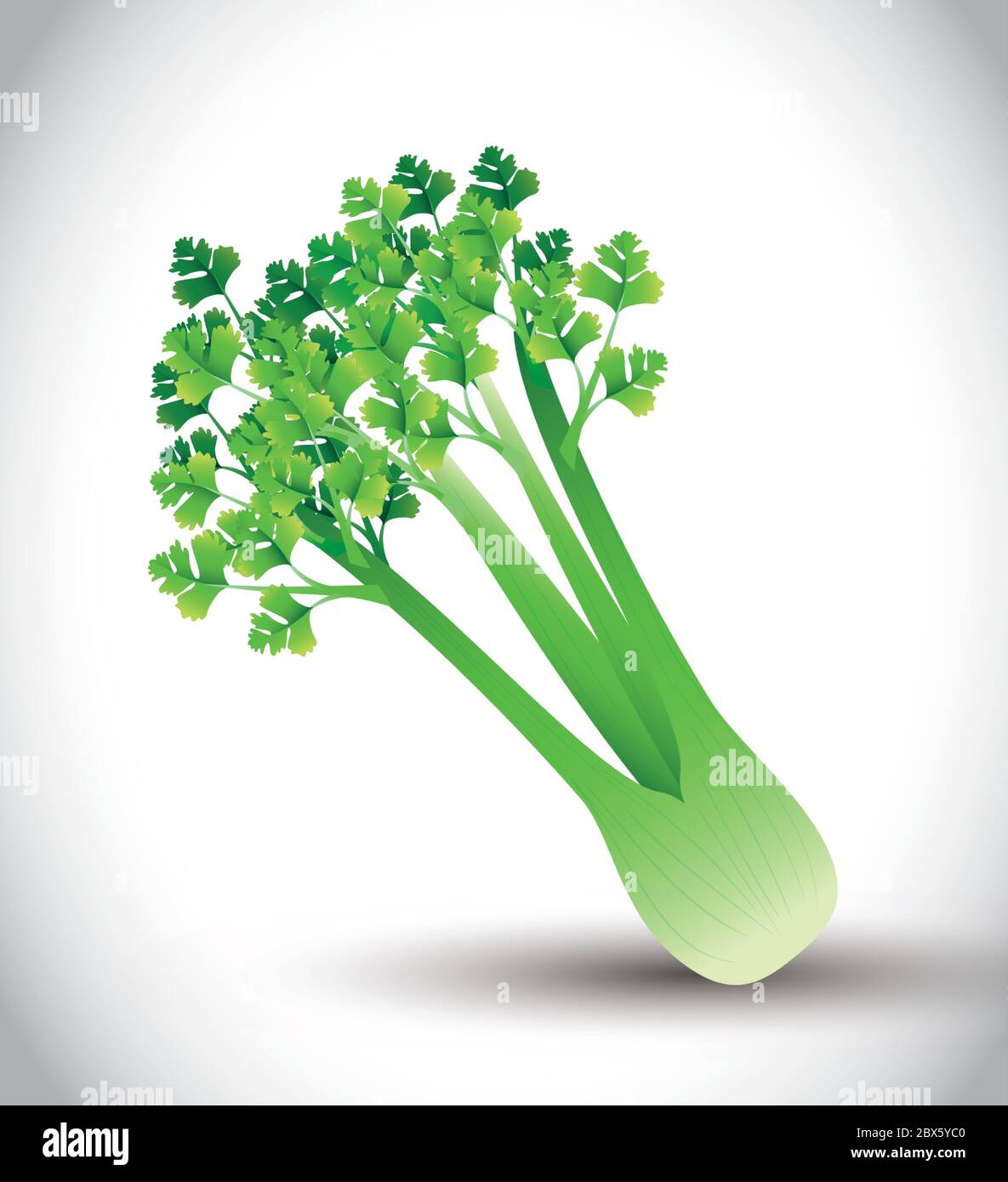 Planting celery Stock Vector Images Alamy
