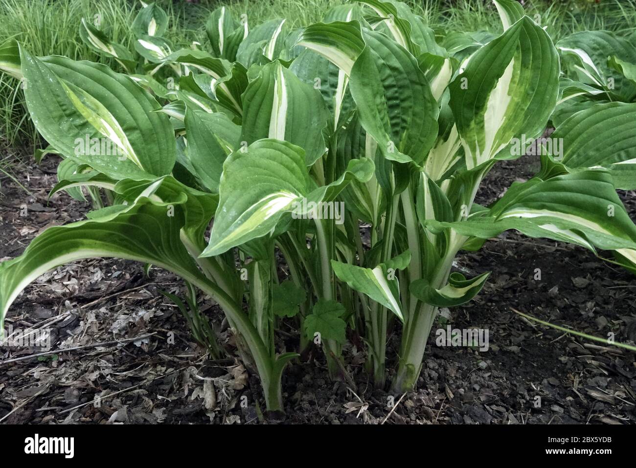 Hosta Middle Ridge Stock Photo