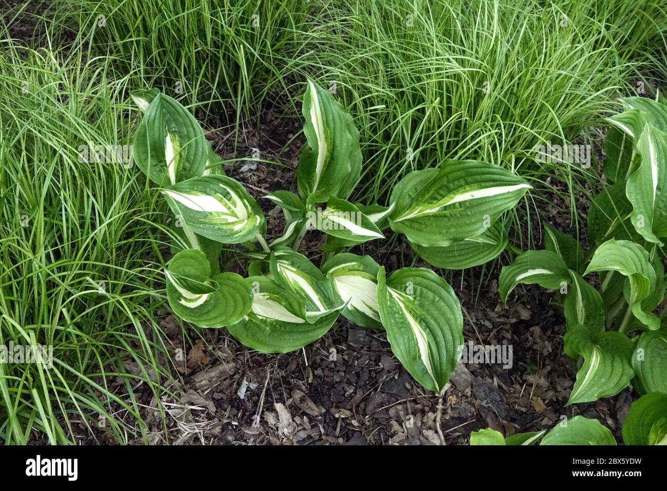 Hosta Middle Ridge, Carex grass Stock Photo - Alamy