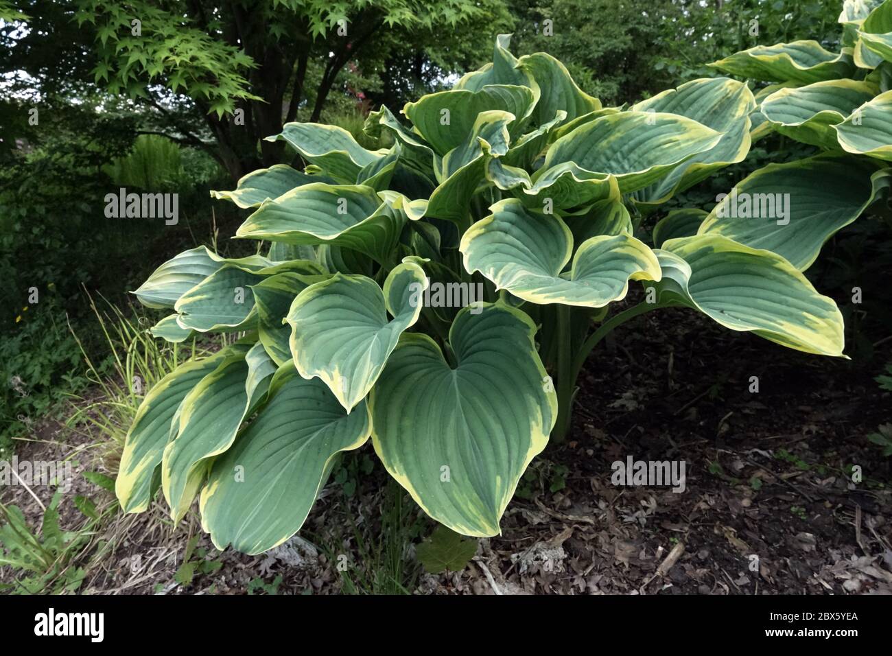 Hosta "Sagae" under a tree in garden Acer palmatum Stock Photo Alamy
