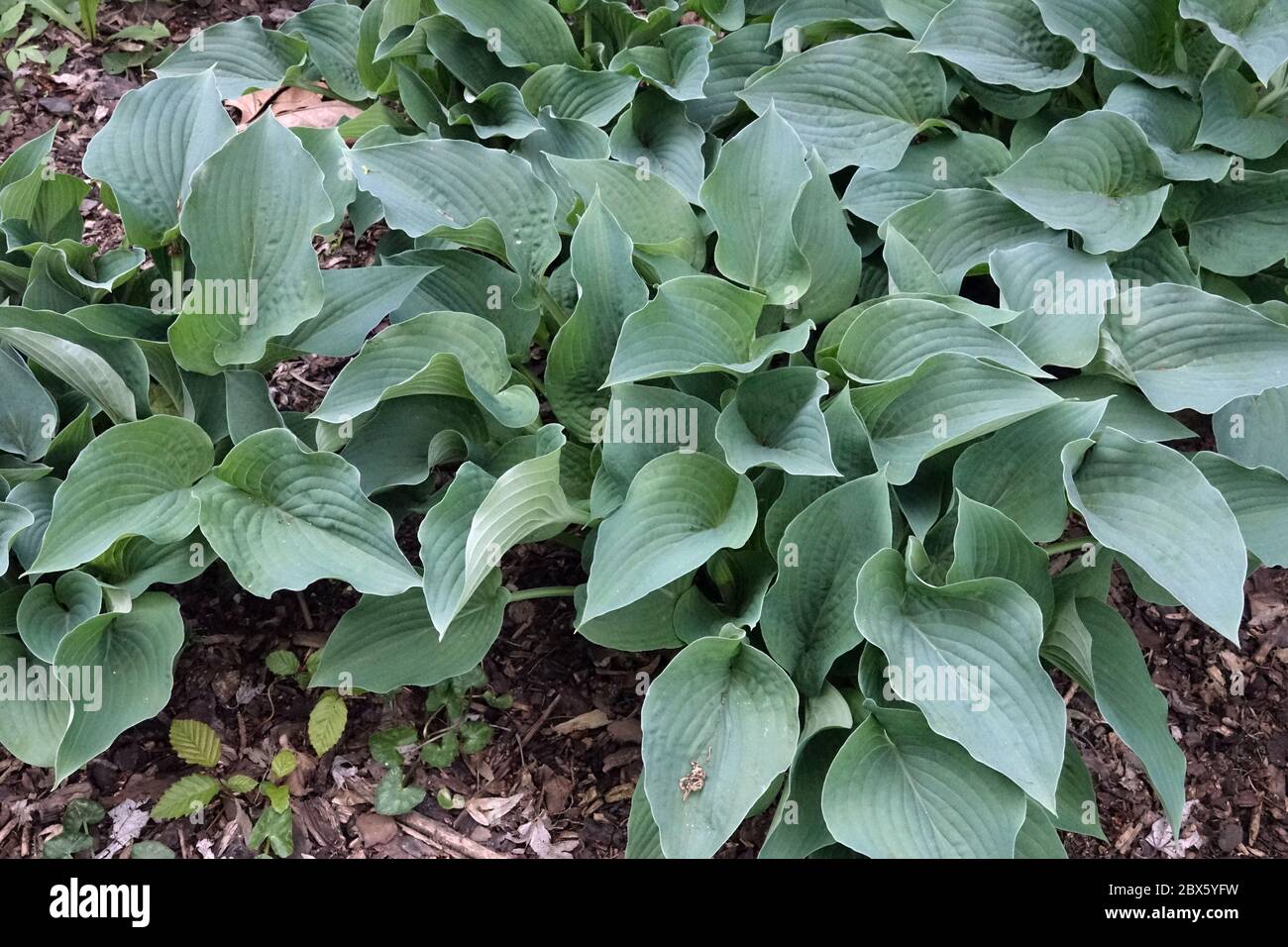 Hosta  'Blue Boy' Stock Photo