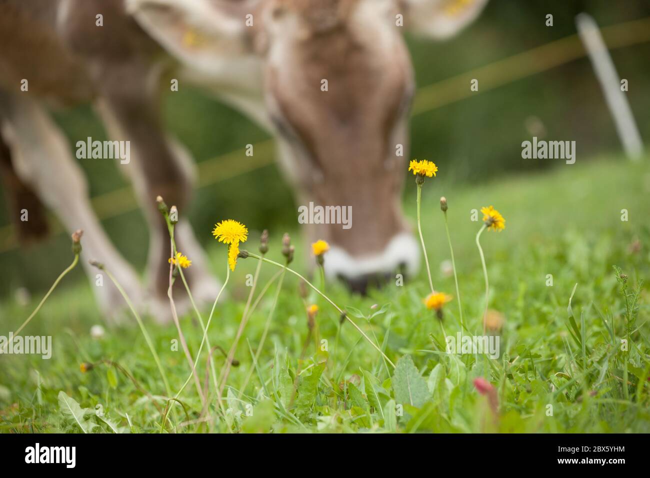 A brown alpine cow in a green pasture in Dolomites area Stock Photo - Alamy