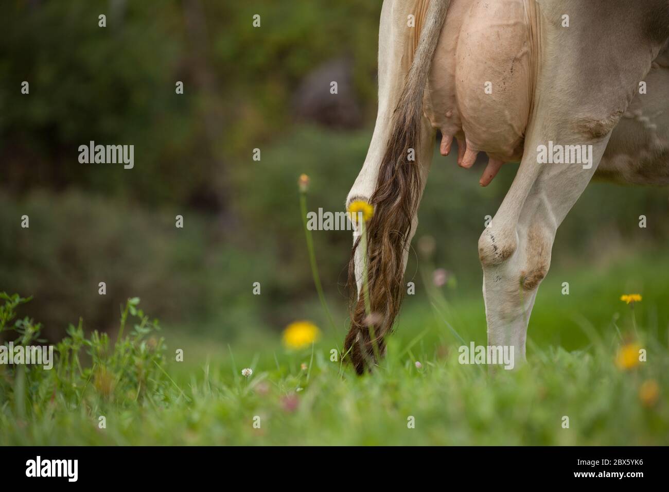 A brown alpine cow in a green pasture in Dolomites area Stock Photo - Alamy