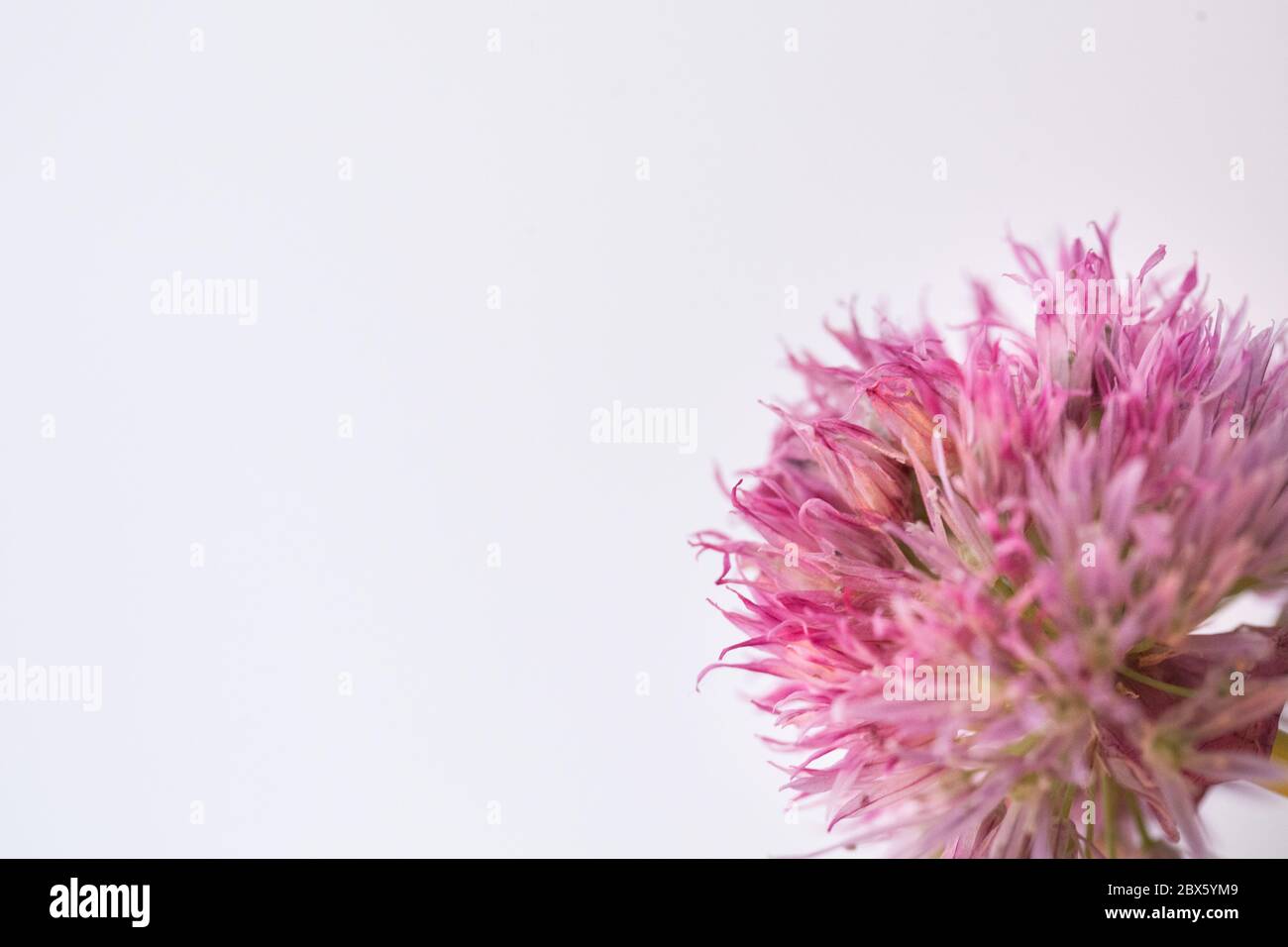 garlic pink flower on a white background Allium roseum (Rosy Garlic) Stock Photo