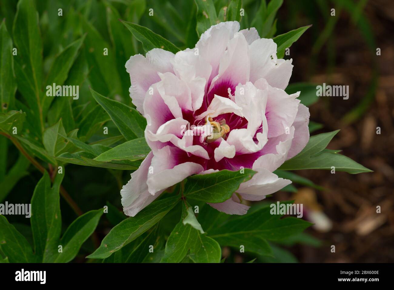 Fragrant flower of the itoh peony vision of sugar plums Stock Photo