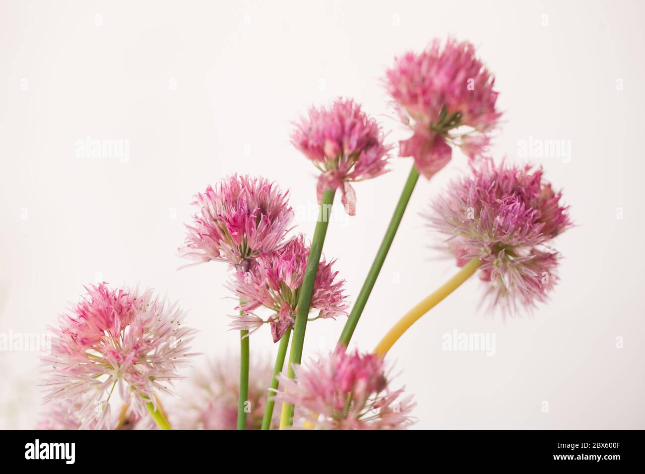 garlic pink flowers on a white background Allium roseum (Rosy Garlic) Stock Photo