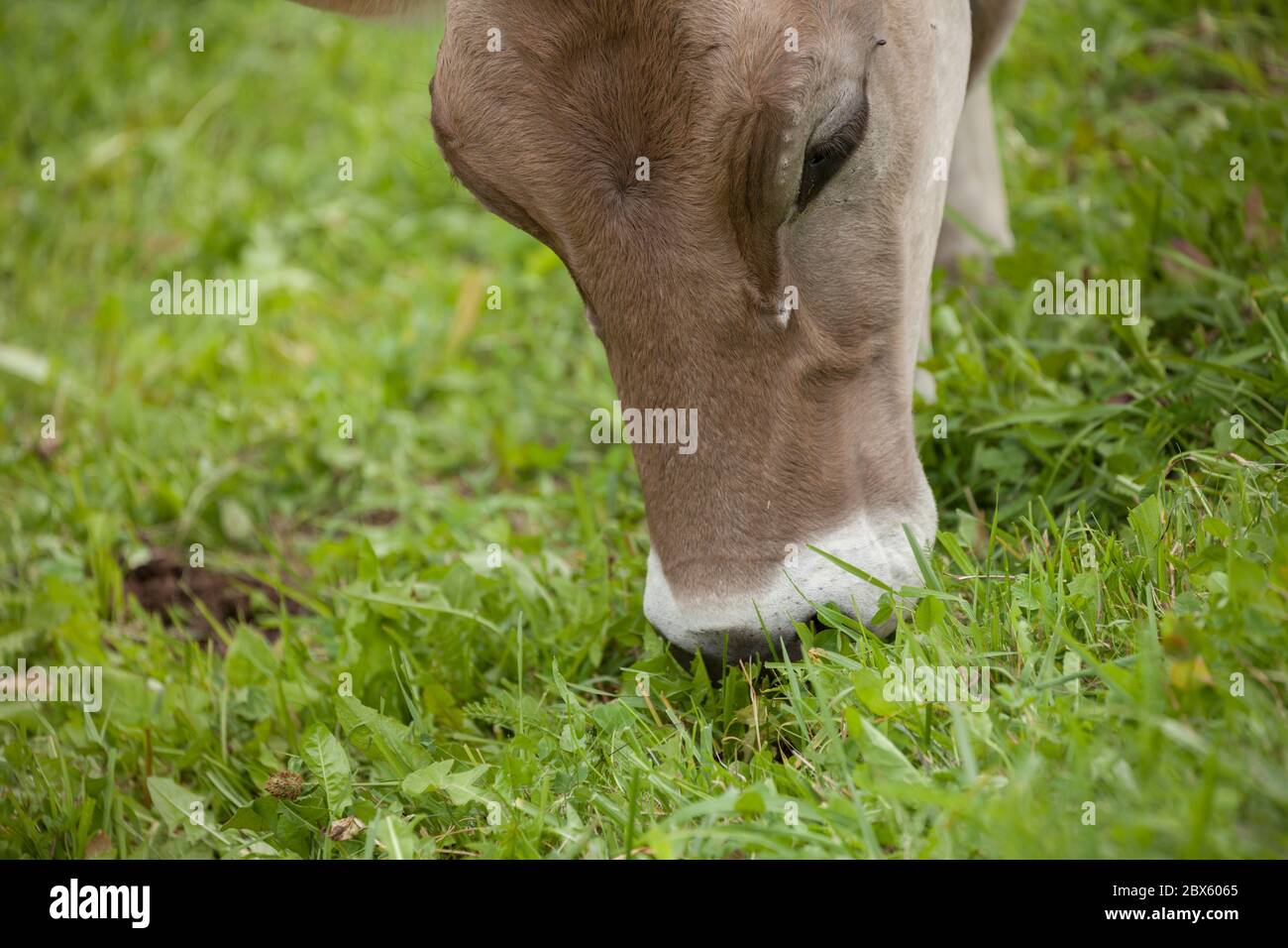 A brown alpine cow in a green pasture in Dolomites area Stock Photo - Alamy