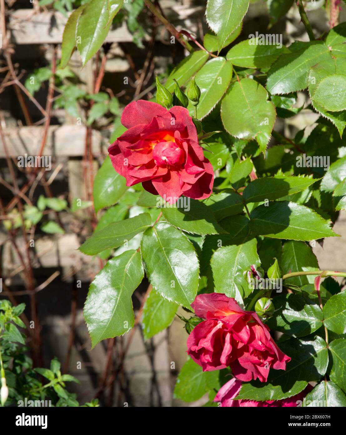 Dusky rose color hi-res stock photography and images - Alamy