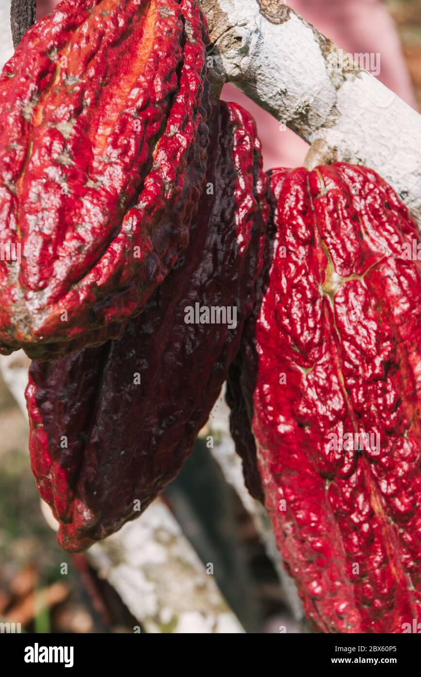 cocoa plantation, cocoa pod, cocoa plant, in the amazon, tropical climate, chocolate Stock Photo