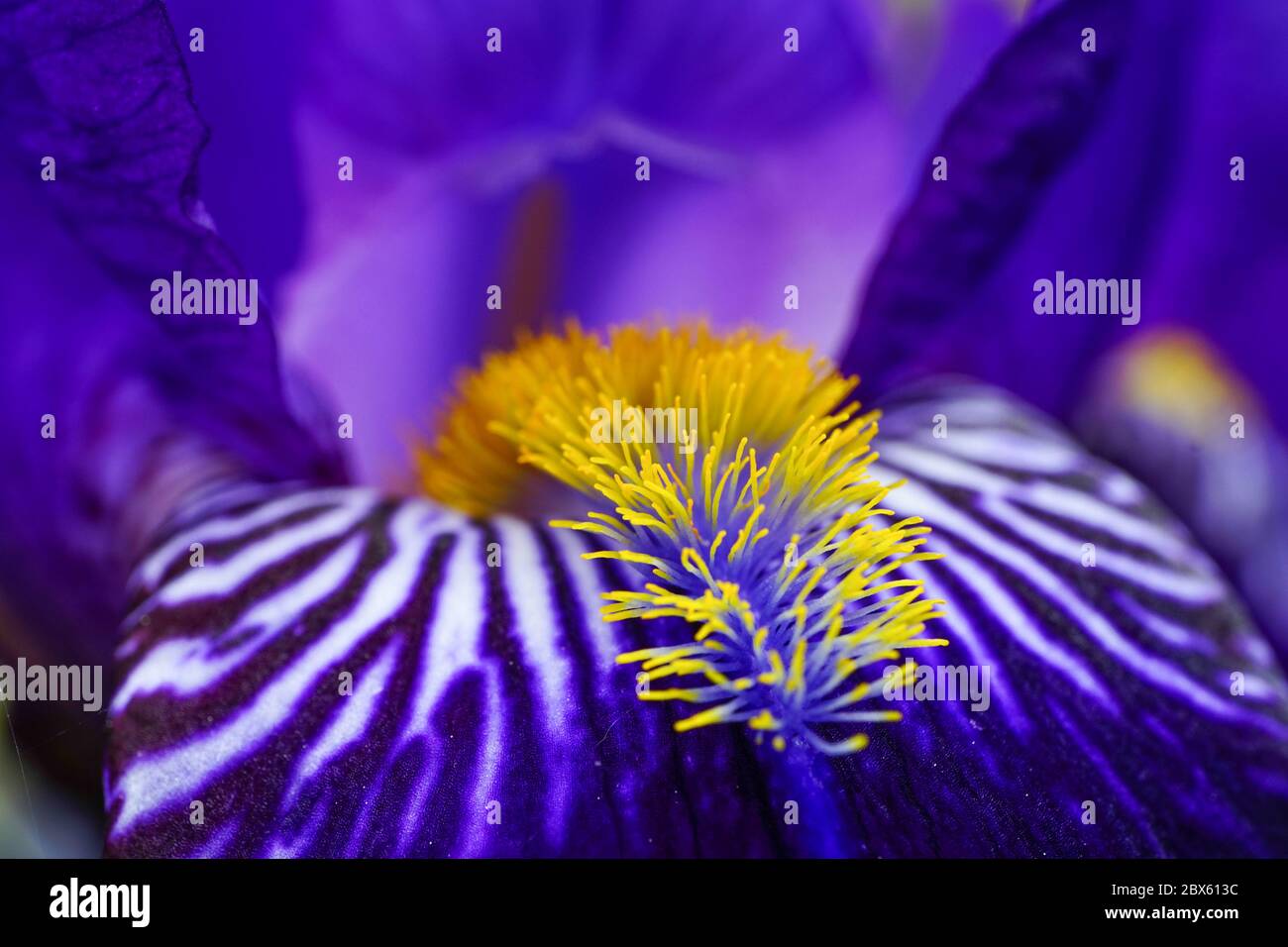 A beautiful bearded  iris in dark blue with its veins, fall and stunning yellow beard. A very detailed macro blossom shot, shot in my garden in June. Stock Photo