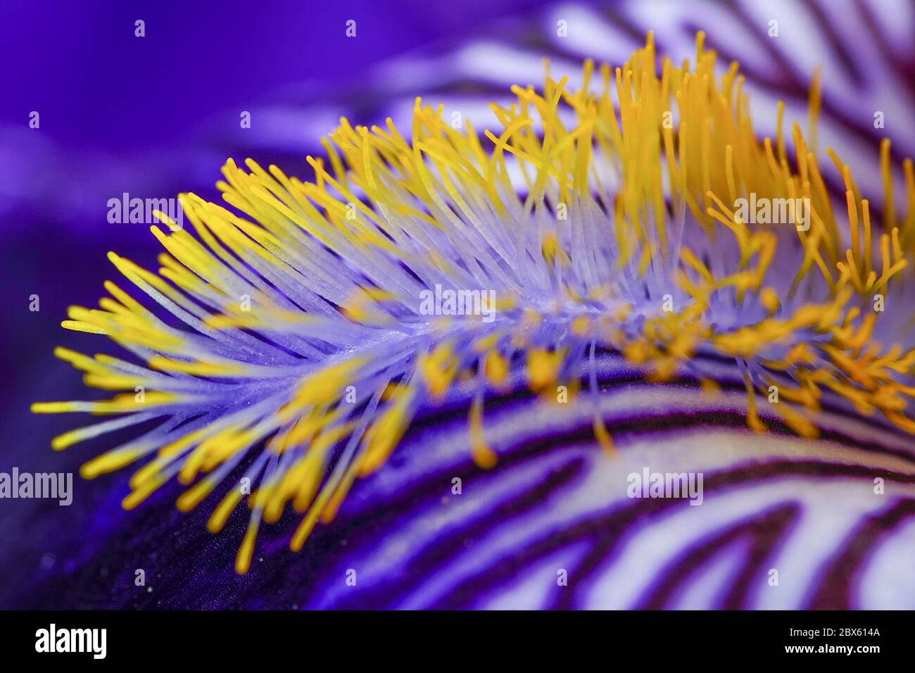A beautiful bearded iris in dark blue with its veins, fall and stunning