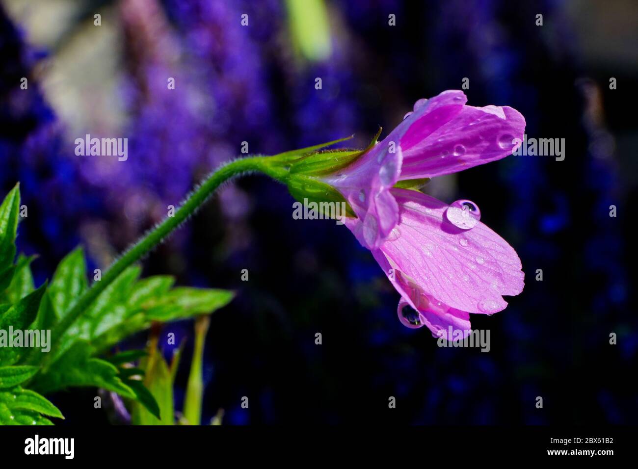 The geranium rendresii orinigally from the Pyrenees. The flower is pink and this was photographed using a macro lens. Stock Photo