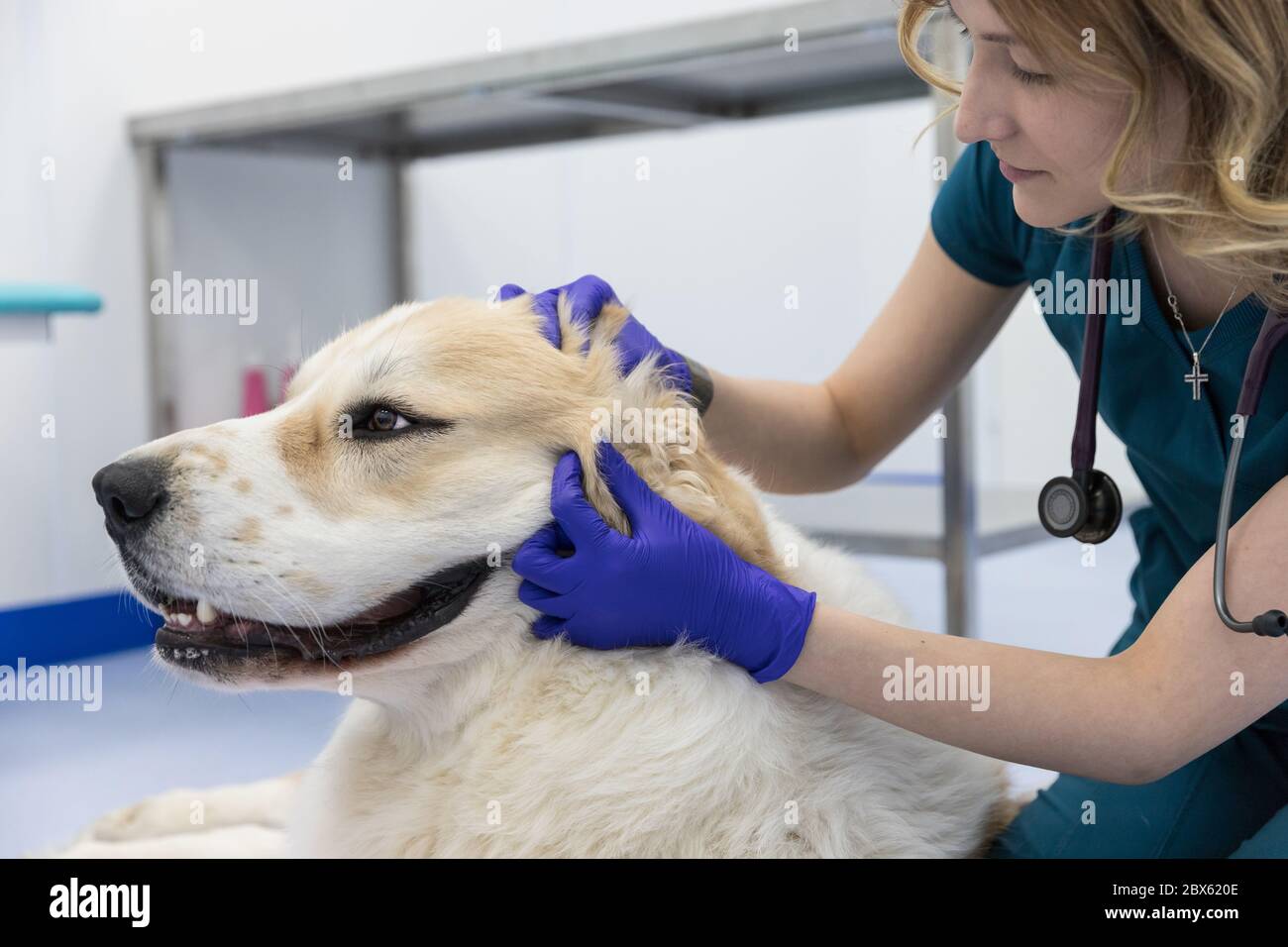 Closeup of veterinarian checks the ear of a Central asian shepherd dog. Dog under medical exam. Veterinarian doing the procedure of inspection of auri Stock Photo