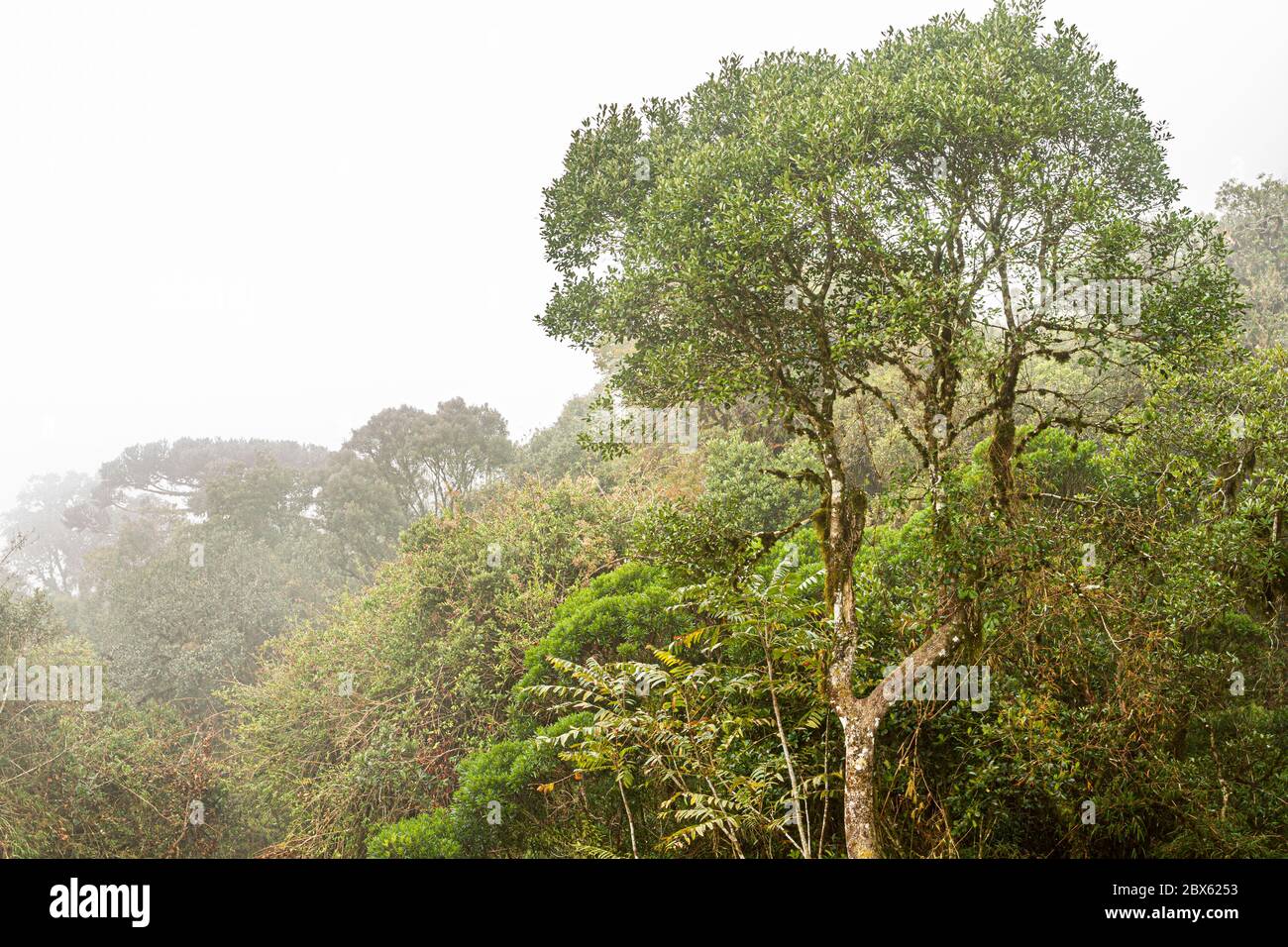 Atlantic rainforest in fog. Bom Retiro, Santa Catarina, Brazil. Stock Photo