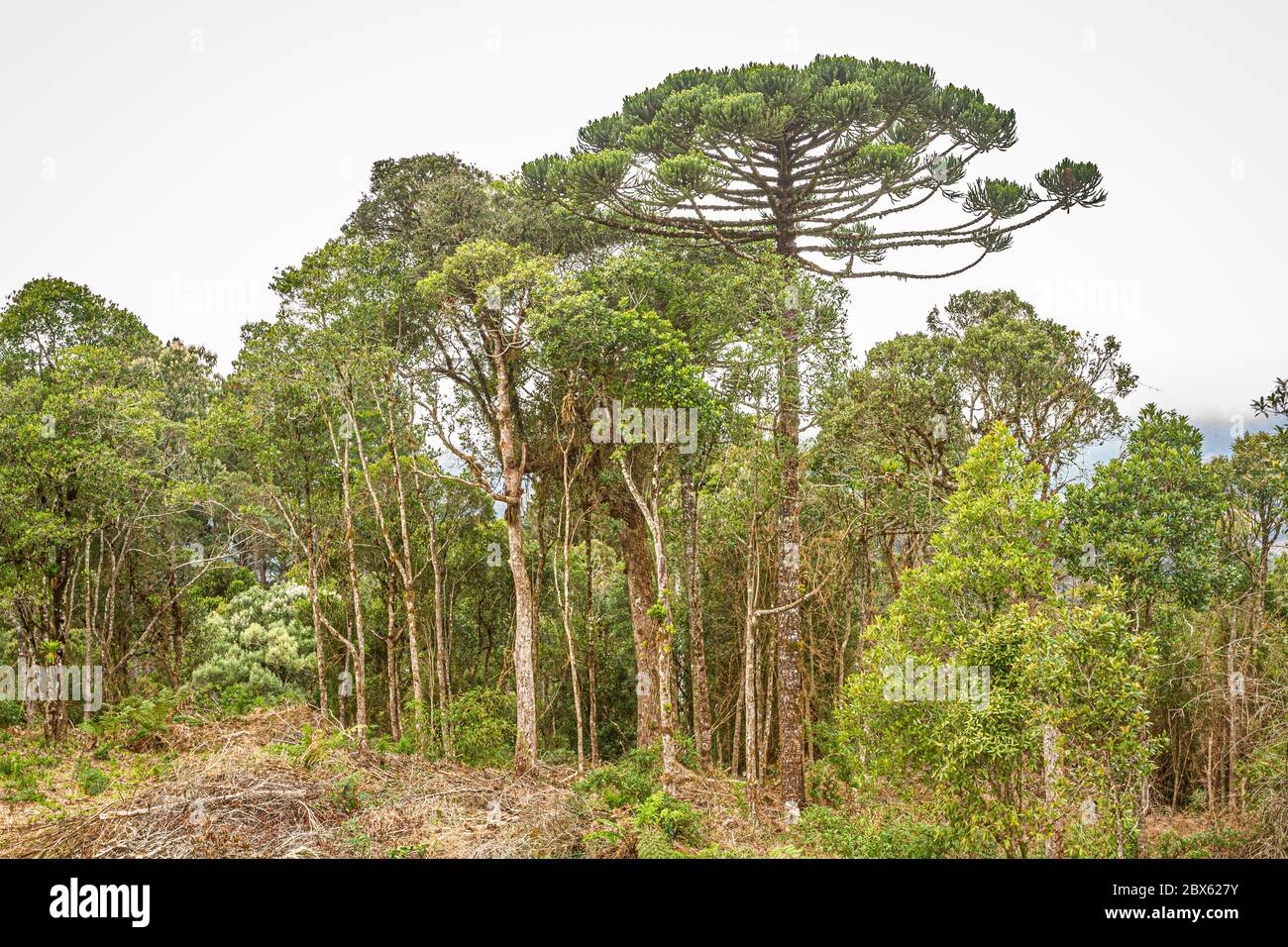 Araucaria pine tree (Araucaria angustifolia). Bom Retiro, Santa Catarina, Brazil. Stock Photo