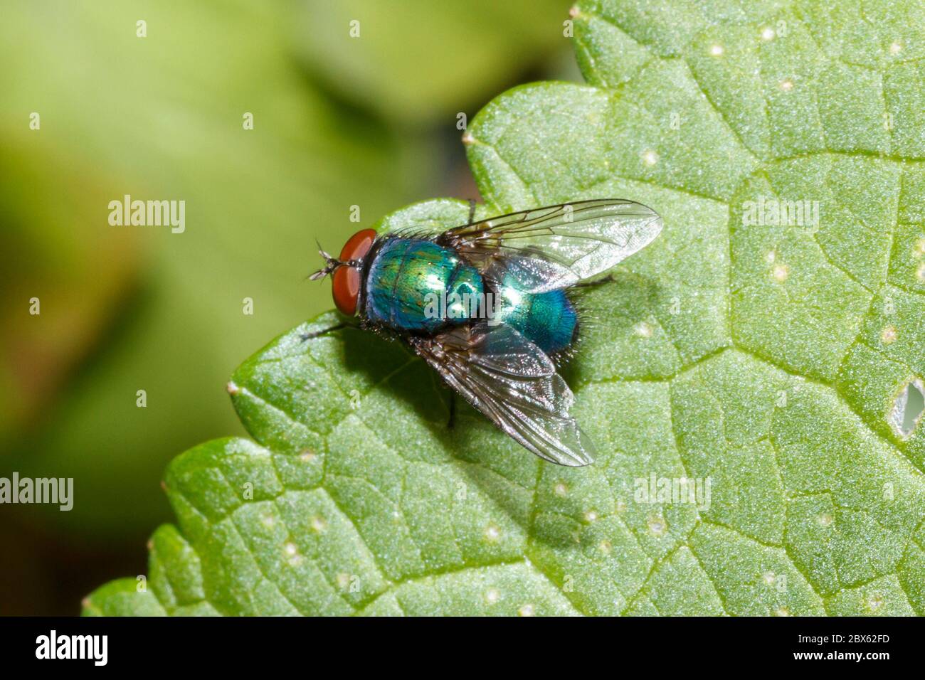 Blowfly (Lucilia species) Sussex, UK garden Stock Photo