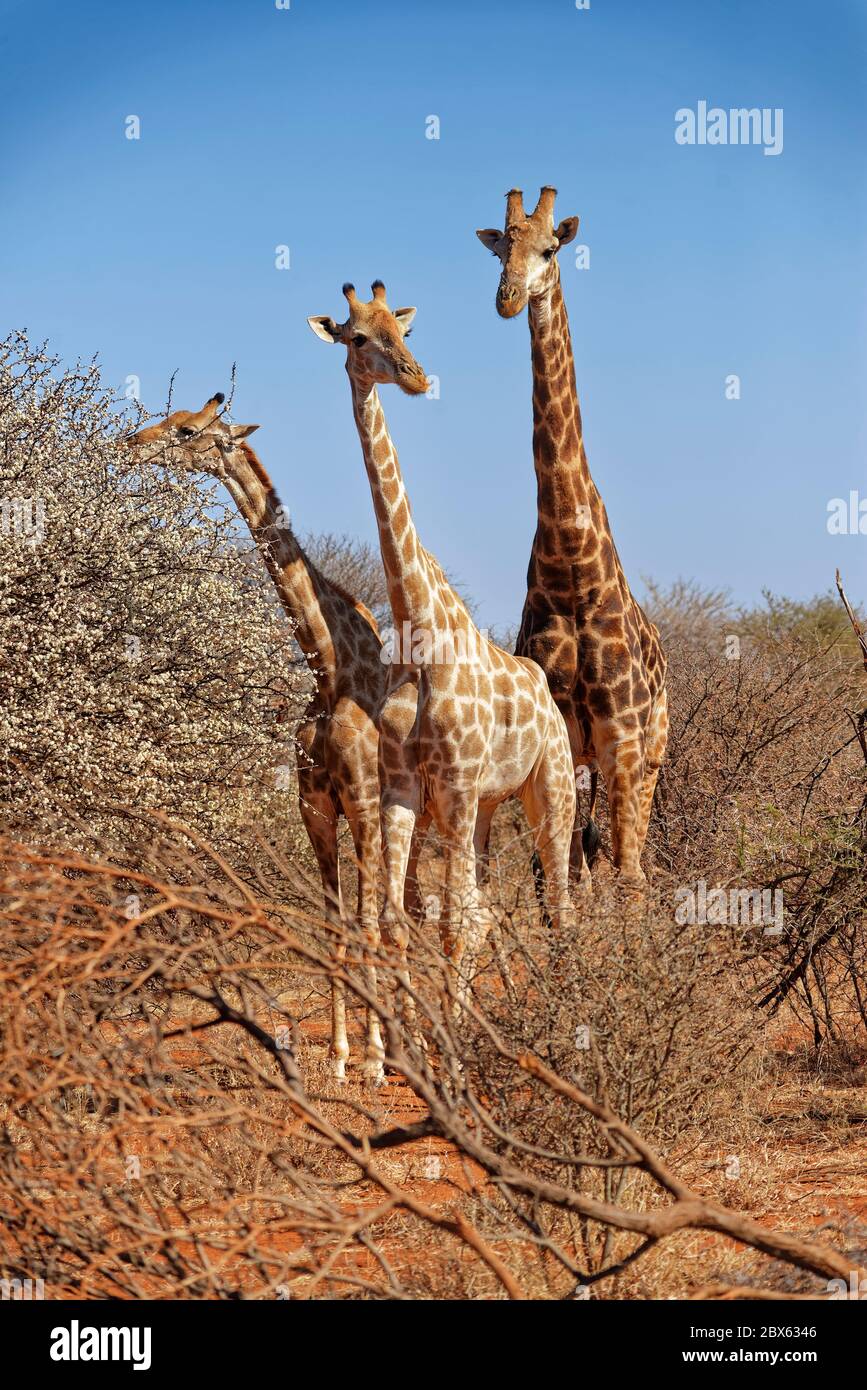 Africa giraffes group trees hi-res stock photography and images - Alamy