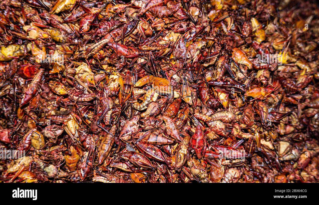 crunchy roasted grasshoppers used in indigenous Mexican cooking Stock Photo