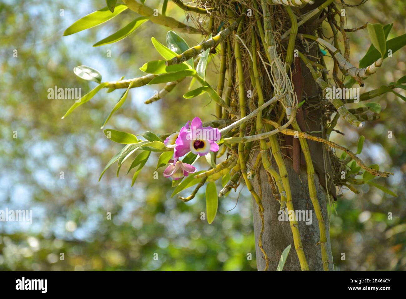 Dendrobium orchid flower growing on the tree Stock Photo