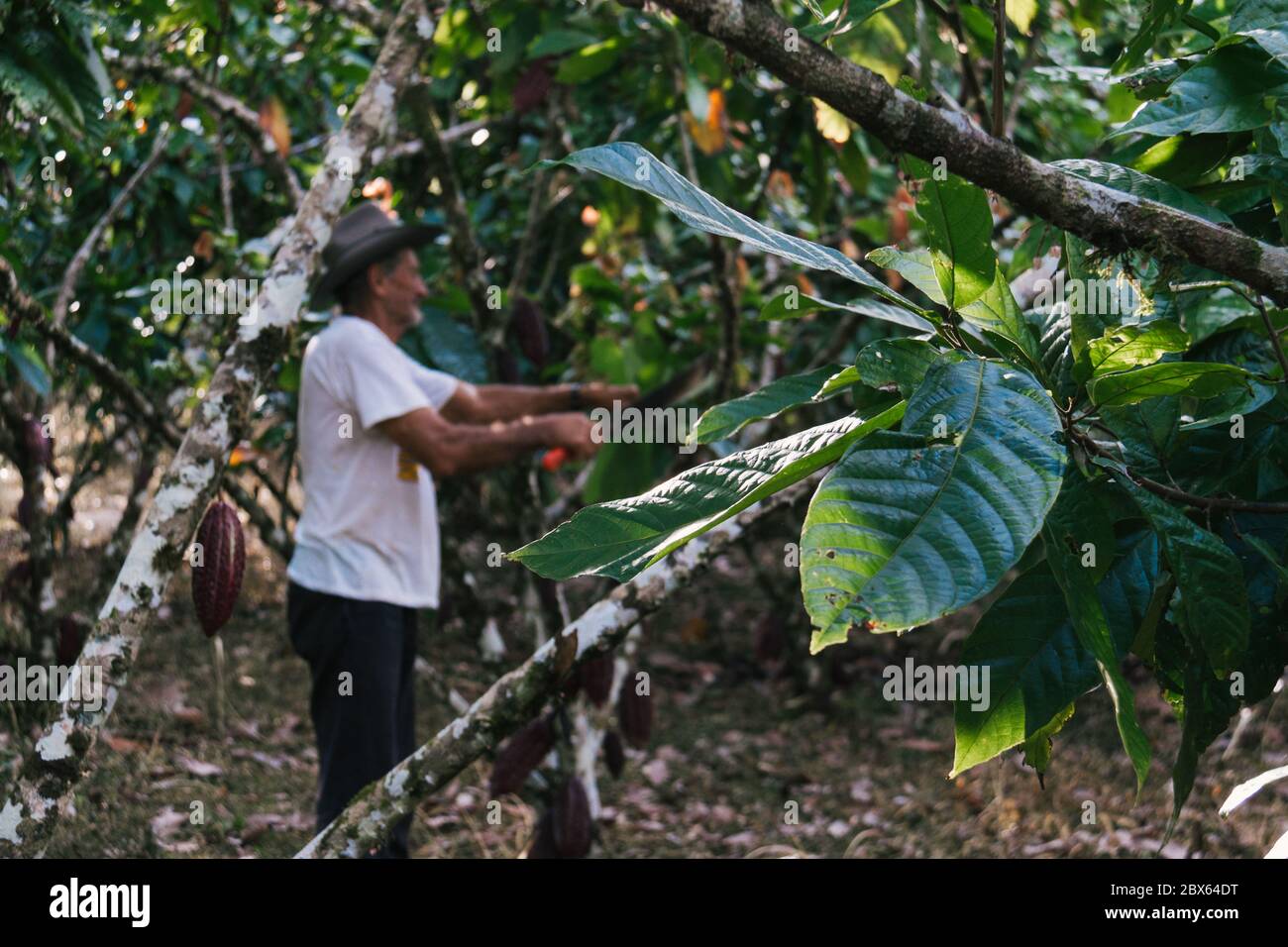 farmer old man in cocoa plantation, tending and harvesting, Ecuadorian