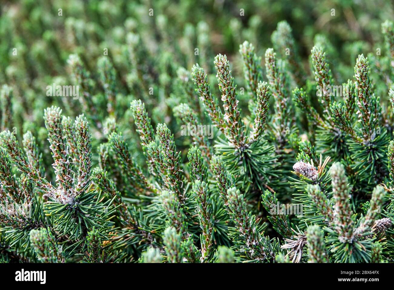 Pinus uncinata 'Kissen' Stock Photo