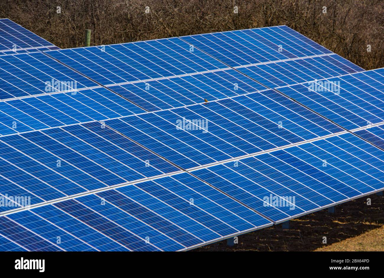 solar farm harvesting the sun's energy for electricity Stock Photo Alamy