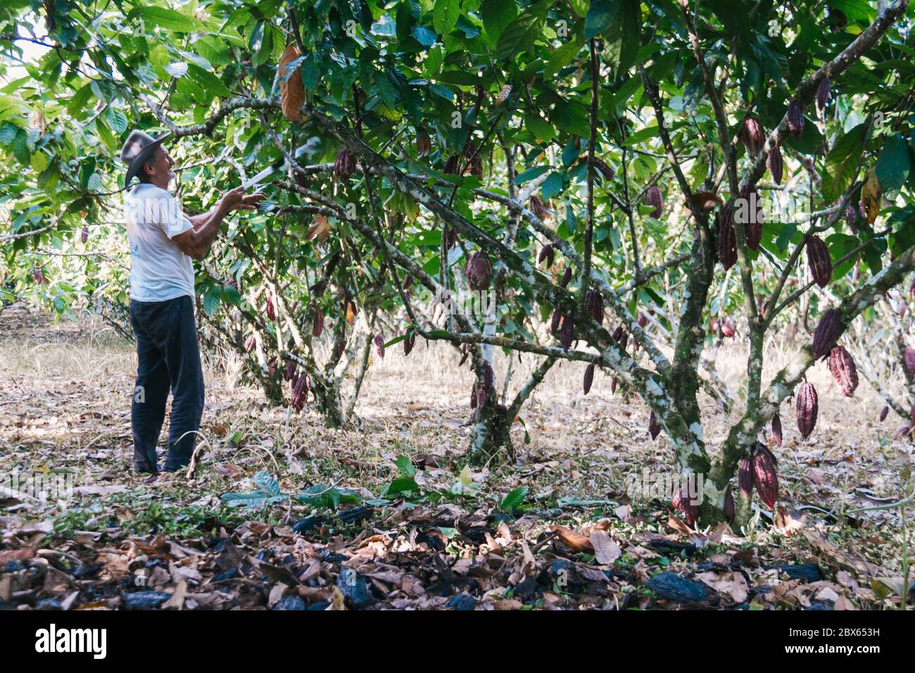 farmer old man in cocoa plantation, tending and harvesting, Ecuadorian