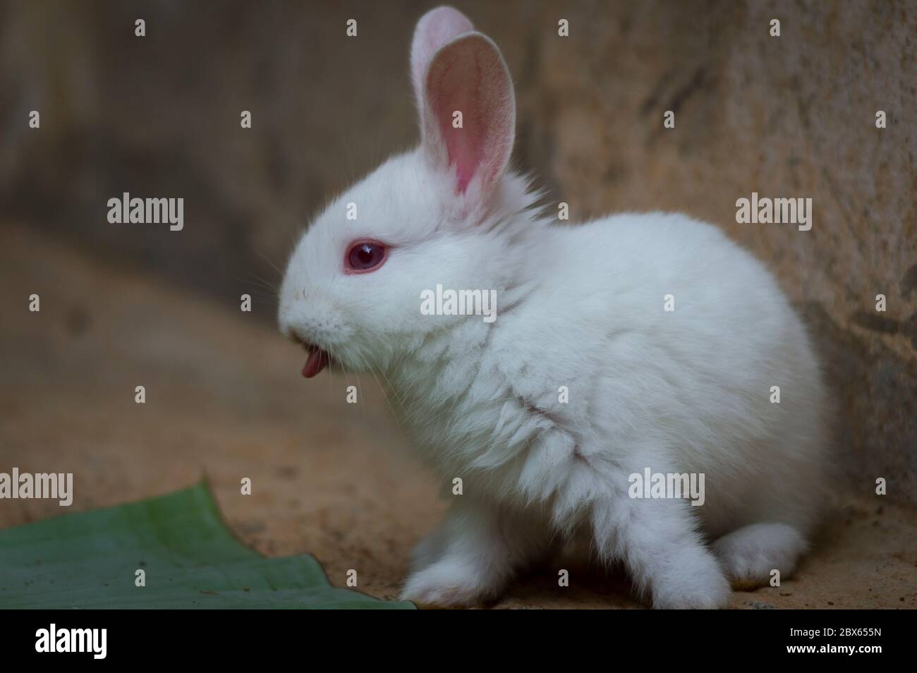 Cute and beautiful bunnies playground Stock Photo